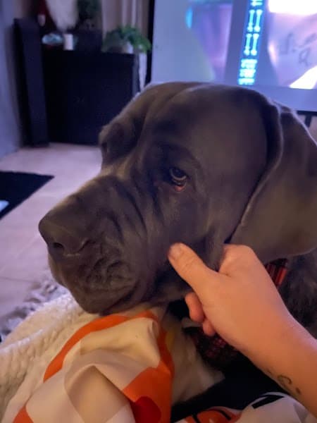 Petco Grooming image 5