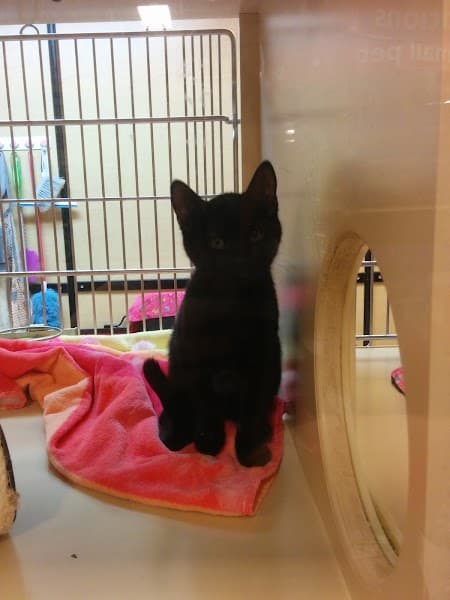 PetSmart Grooming image 5