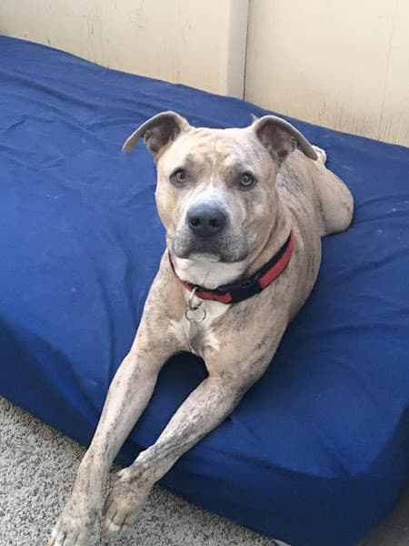 Pet Supplies Plus Sacramento image 4