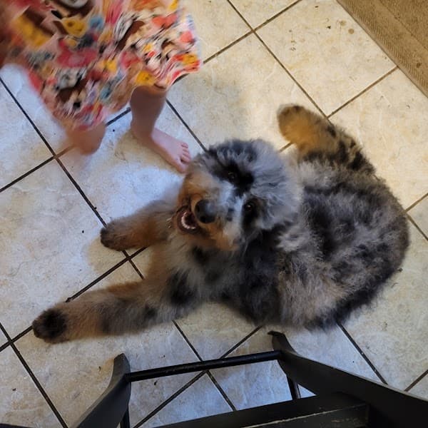 Lucky Penny's Dog Grooming image 1