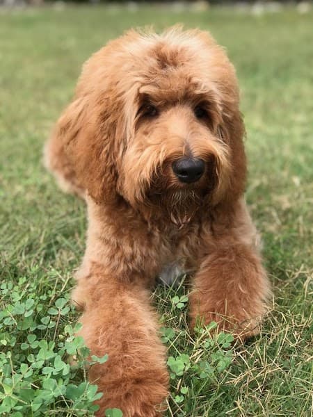 Lucky Penny's Dog Grooming image 2