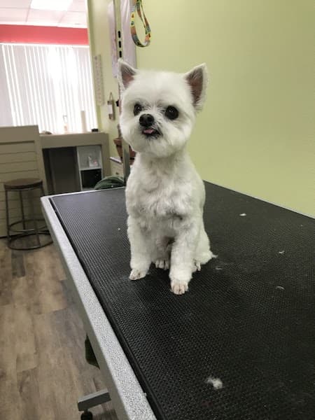 Lucky Penny's Dog Grooming image 4
