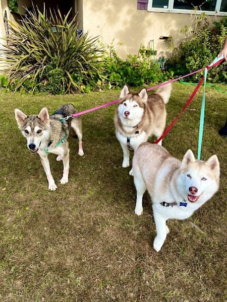 Lucky Penny's Dog Grooming image 5