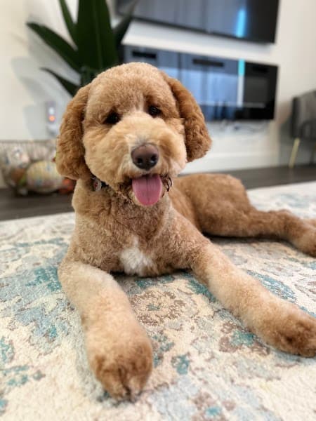 Posh Paws Grooming Salon Del Webb image 1