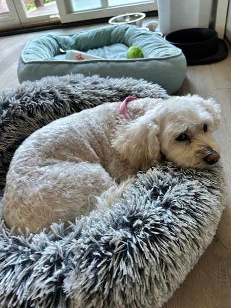 Posh Paws Grooming Salon Del Webb image 2