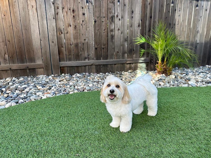 Posh Paws Grooming Salon Del Webb image 3