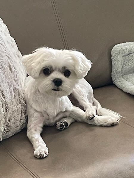 Posh Paws Grooming Salon Del Webb image 4