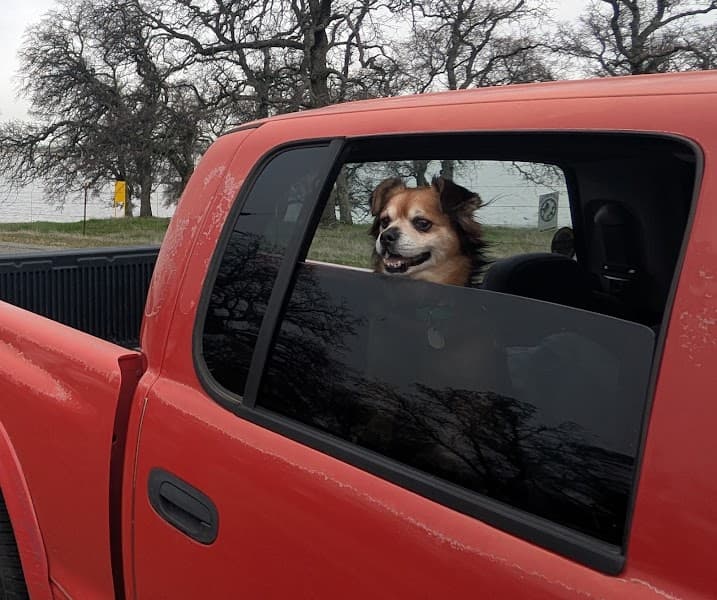 Posh Paws Grooming Salon Del Webb image 5
