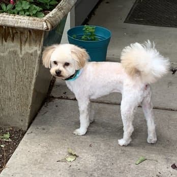 Grooming By Elaine image 1