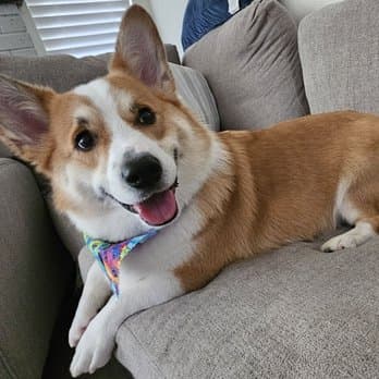 Grooming By Elaine image 2