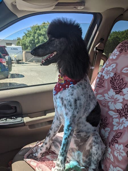 Grooming By Elaine image 3