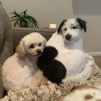 Grooming By Elaine image 4