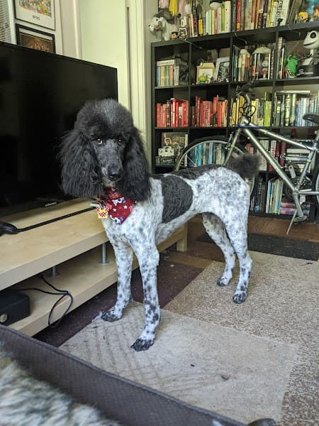 Grooming By Elaine - Pet Grooming in Woodland image 5