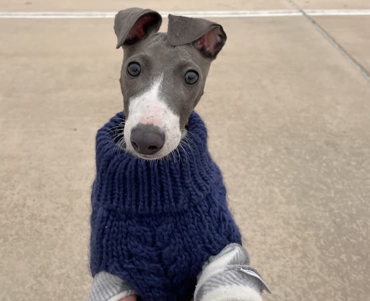 Tails and Bows Pet Grooming image 1