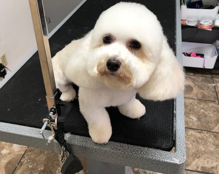 Tails and Bows Pet Grooming image 2