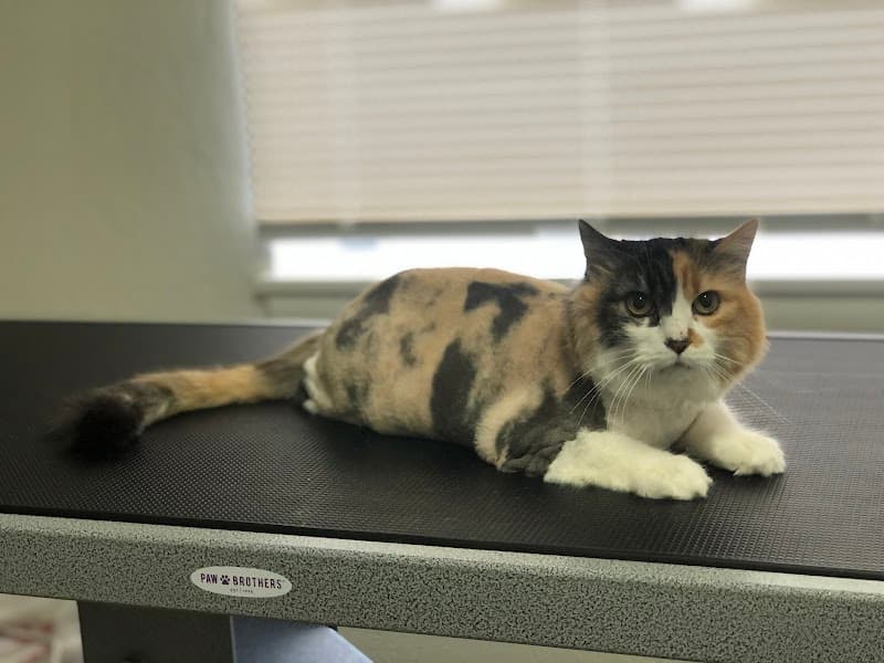 Tails and Bows Pet Grooming image 3