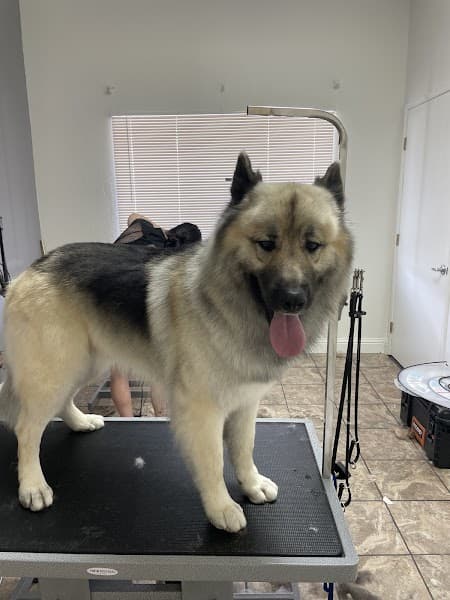 Tails and Bows Pet Grooming image 4