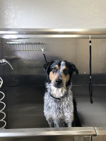 Tails and Bows Pet Grooming image 5