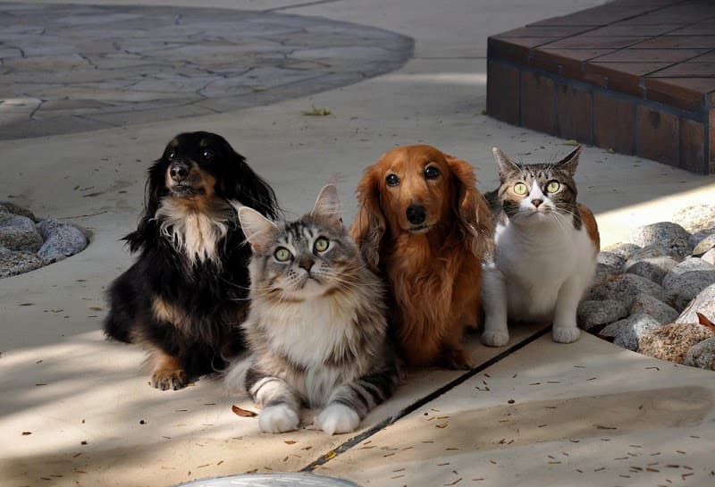 Noah's Ark Dog & Cat Grooming image 1