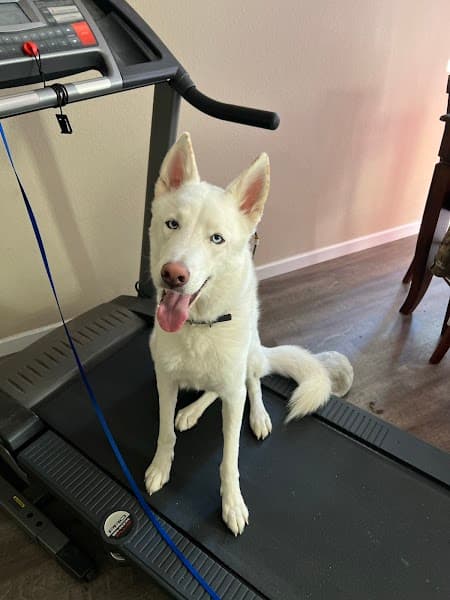 Noah's Ark Dog & Cat Grooming - Pet Grooming in Elk Grove image 2