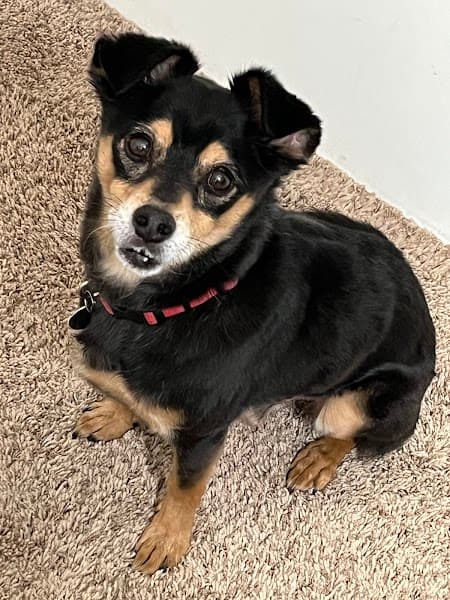 Noah's Ark Dog & Cat Grooming - Pet Grooming in Elk Grove image 5