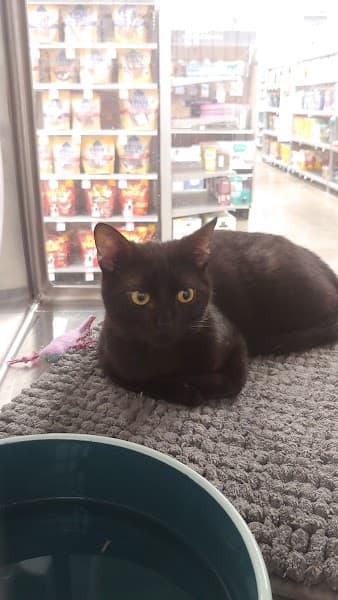 PetSmart Grooming image 4