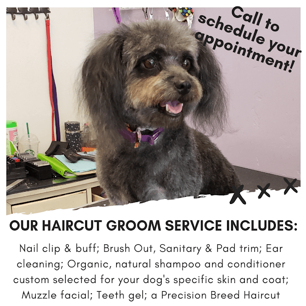 Pet Stylista image 1