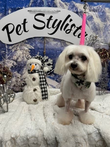 Pet Stylista image 4