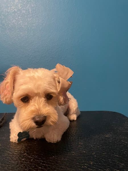 Luxury Pet Pampering Dog Groomer image 1