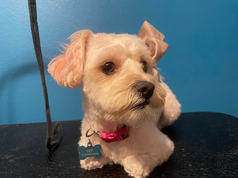 Luxury Pet Pampering Dog Groomer image 2