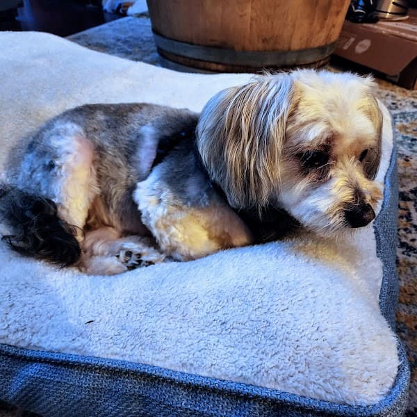 Luxury Pet Pampering Dog Groomer image 3