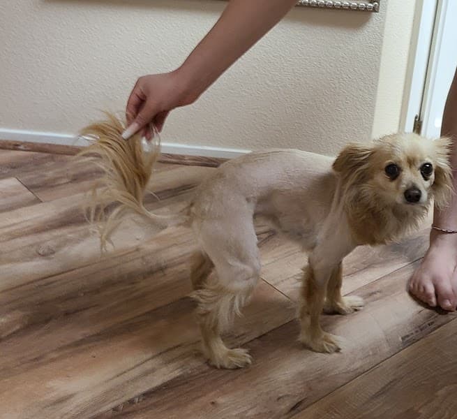 Luxury Pet Pampering Dog Groomer image 4