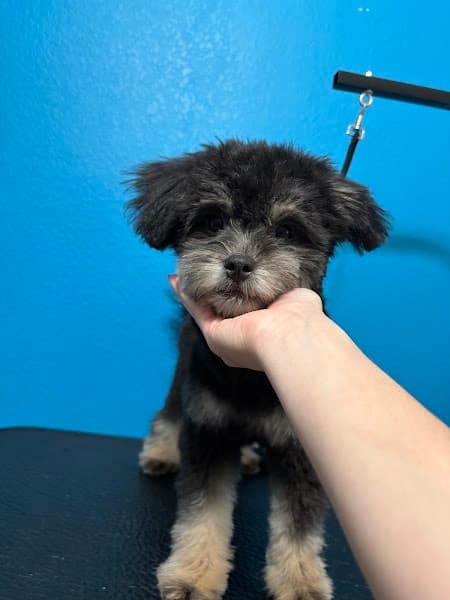 Luxury Pet Pampering Dog Groomer image 5