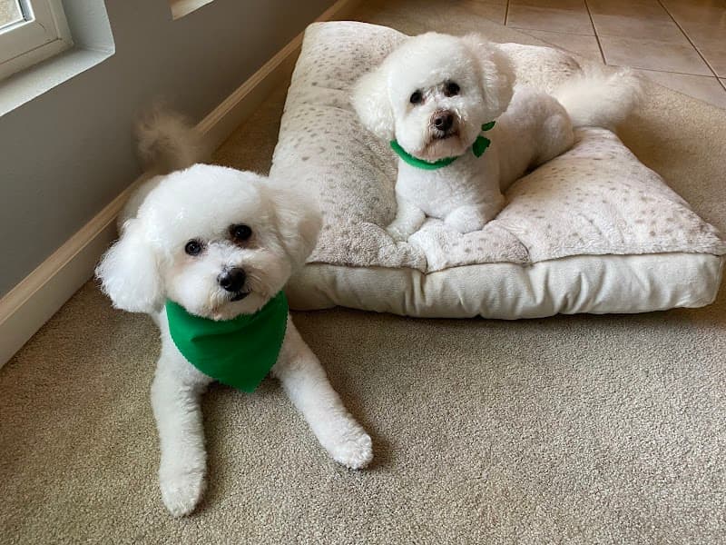 Poodle Nook Pet Grooming image 1