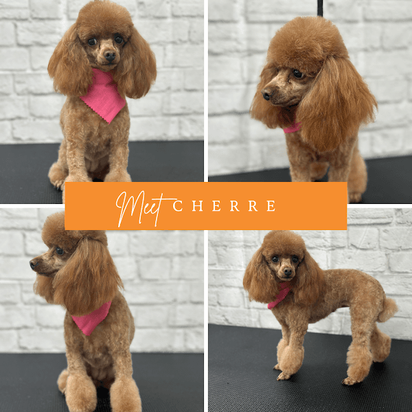 Poodle Nook Pet Grooming - Pet Grooming in Citrus Heights image 2