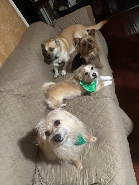Poodle Nook Pet Grooming - Pet Grooming in Citrus Heights image 4