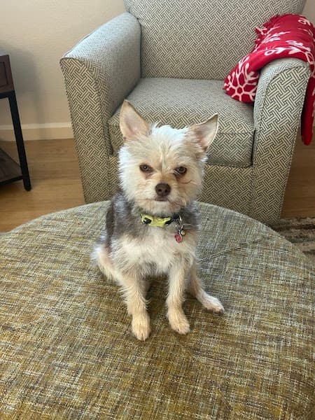 Poodle Nook Pet Grooming image 5