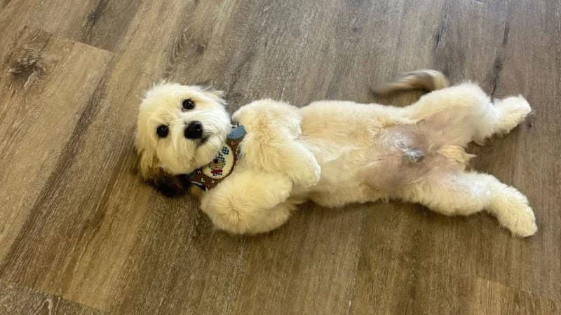 Fancy Paws and Claws image 1