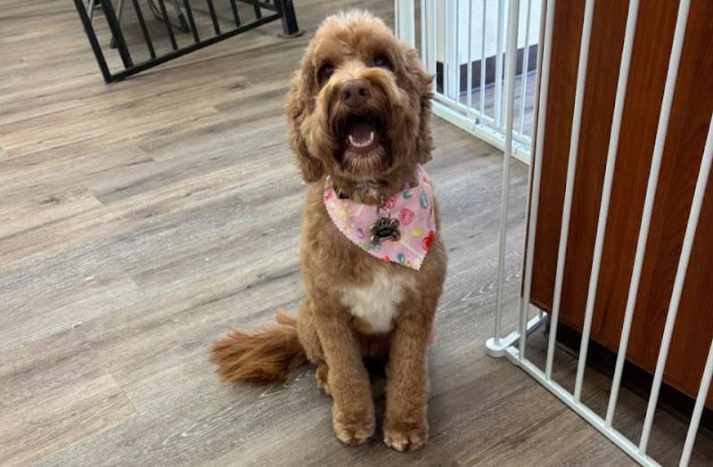 Fancy Paws and Claws image 2