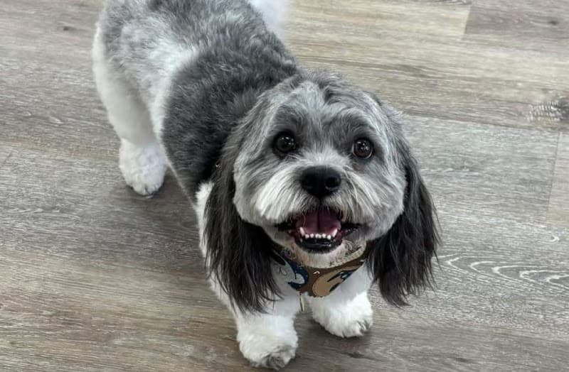 Fancy Paws and Claws image 3