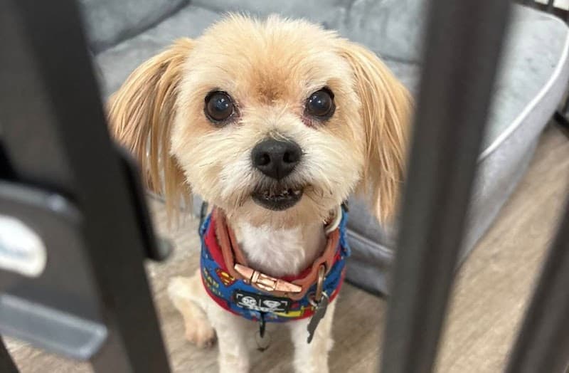 Fancy Paws and Claws image 4