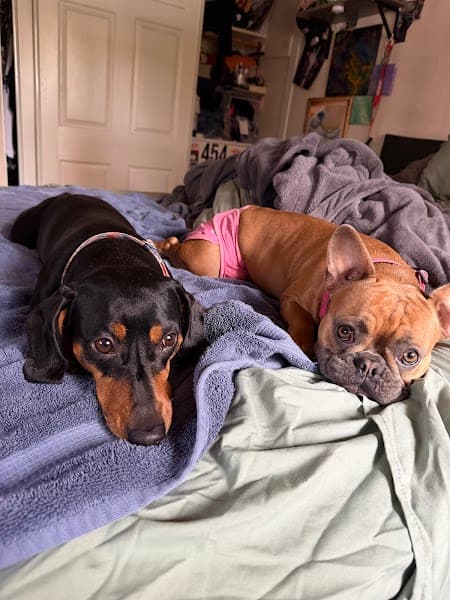 Fancy Paws and Claws image 5