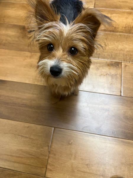 Lynn's Pet Grooming - Pet Grooming in Orangevale image 1