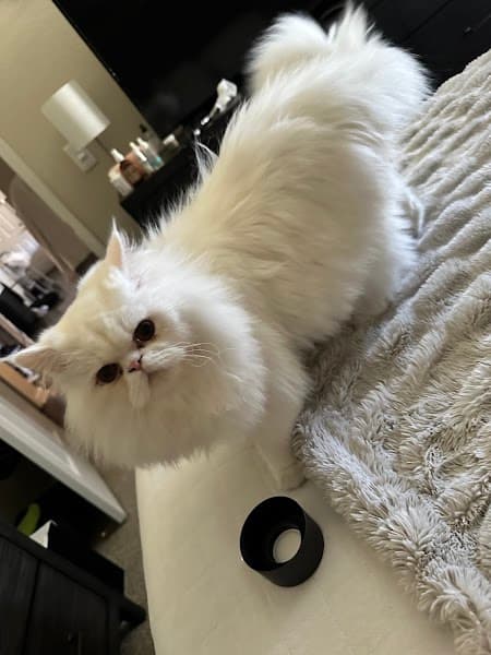 Lynn's Pet Grooming - Pet Grooming in Orangevale image 2