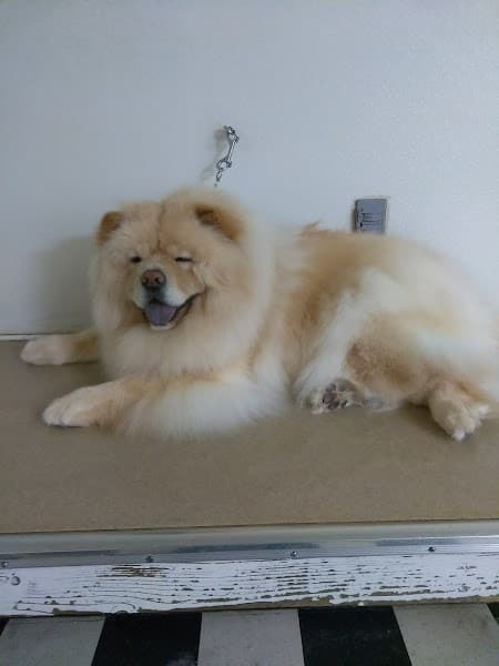 Lynn's Pet Grooming - Pet Grooming in Orangevale image 3