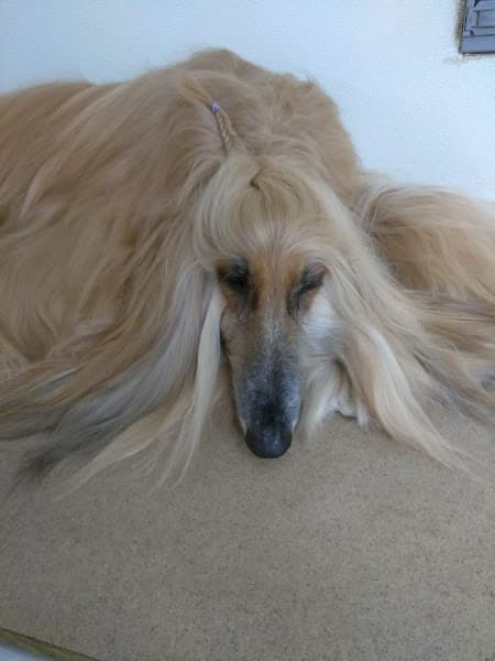 Lynn's Pet Grooming - Pet Grooming in Orangevale image 4