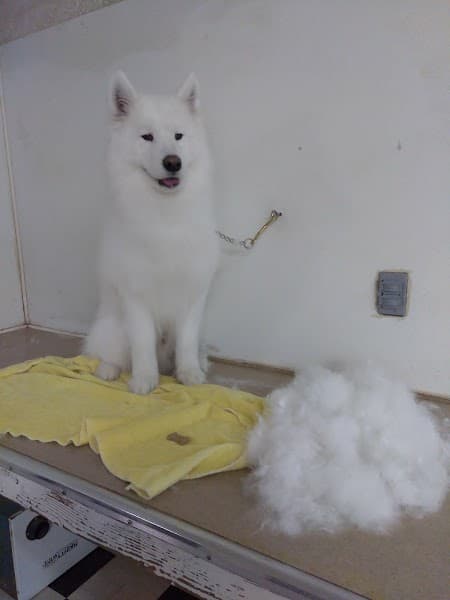 Lynn's Pet Grooming - Pet Grooming in Orangevale image 5